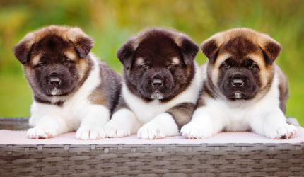 Puppies for sale in Mumbai