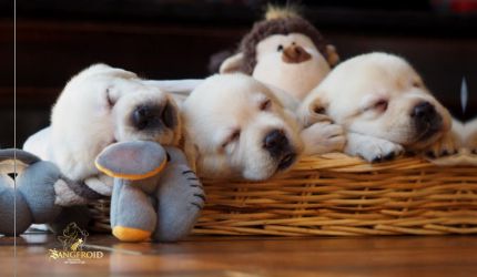 Puppies for sale in pune