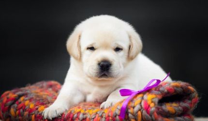 Puppies for sale in pune